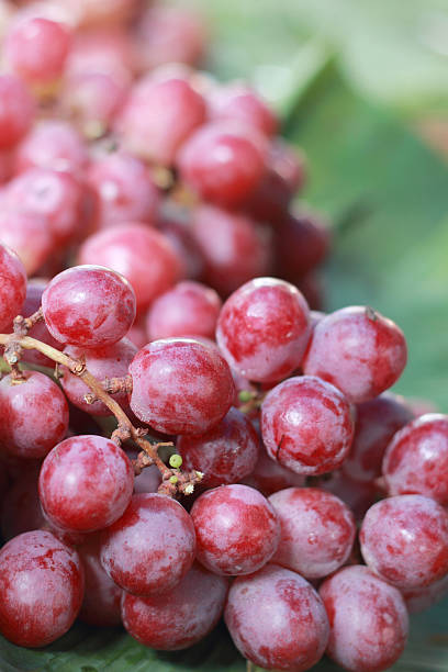 istock Fresh grapes on the market 510872421