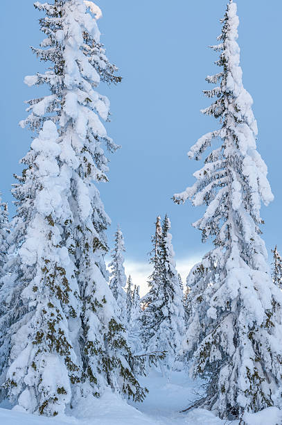 istock Tall old snow covered Norway spruce trees in winter 510872471