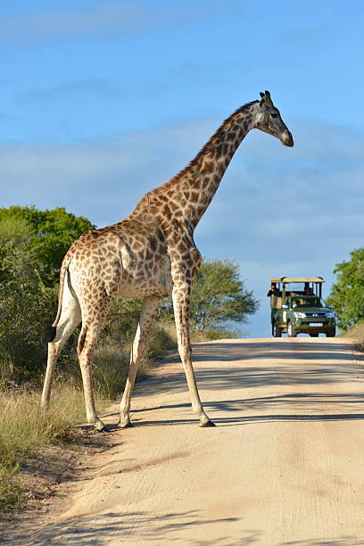 istock Giraffe on Safari 510872549