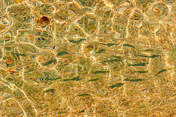 цвета apulia.minnows в золотой hues.salento (италия) - school of fish flash стоковые фото и изображения