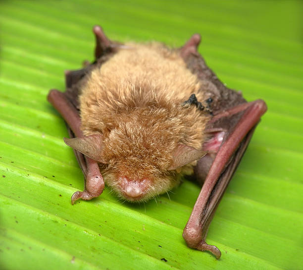 istock bat sleeping on banana leaf 510872722