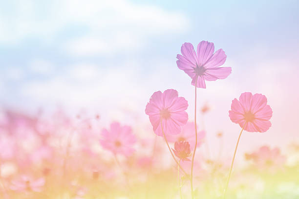 istock Digital effects colorful abstract for background. Cosmos flower 510872946