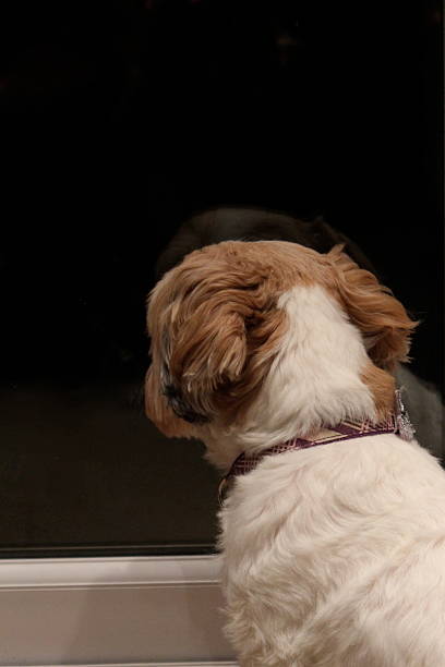 istock Dog looking out of window 510873203