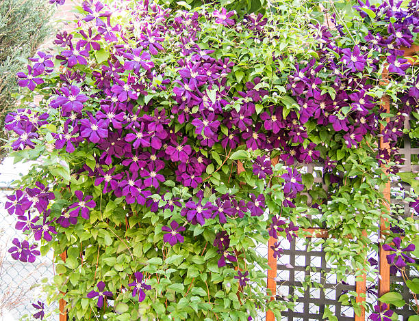 jackmanii clematis en flor - clemátide fotografías e imágenes de stock