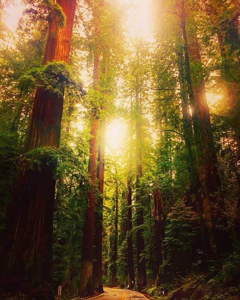 istock California redwoods forest 510873680
