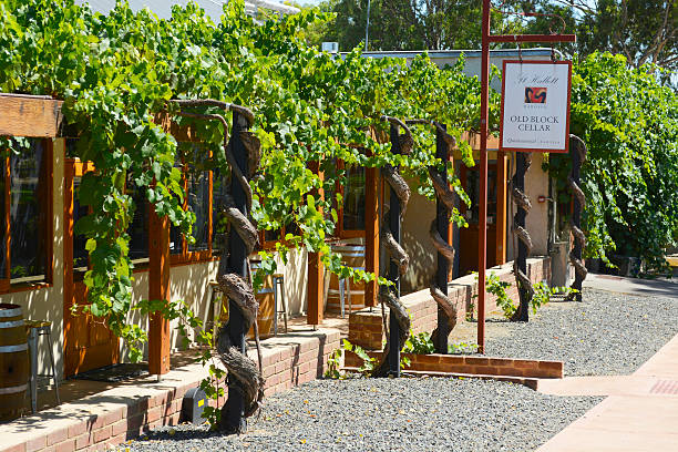 Modern and new winery among the vineyard recently implanted. Mendoza, Argentina.