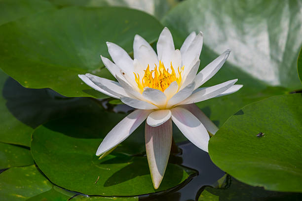 istock White lotus flower 510873923