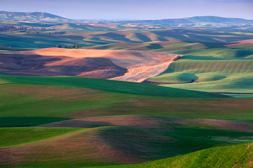 Palouse spring greens from Steptoe butte