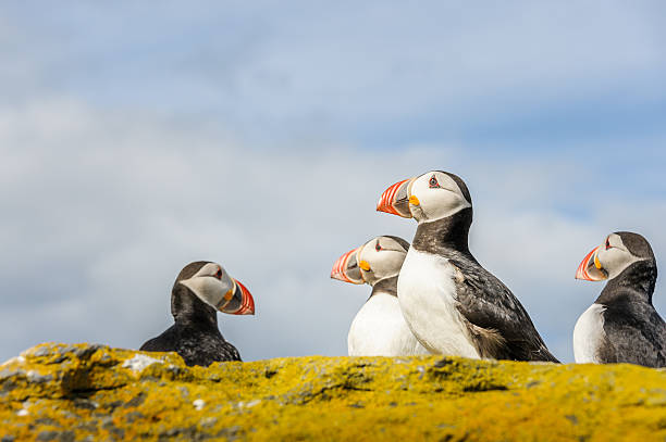 istock Group of Puffins 510874031