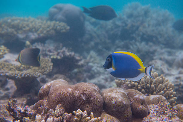 パウダーブルーの湯にモルディブコーラルリーフインド洋 - beauty in nature coral angelfish fish ストックフォトと画像