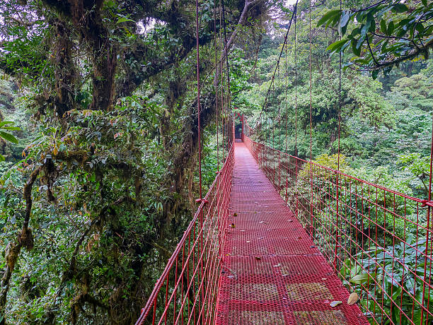 istock Trekkin tour in Monteverde 510874300