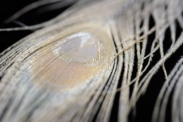 istock Albino peacock feathers background 510874846