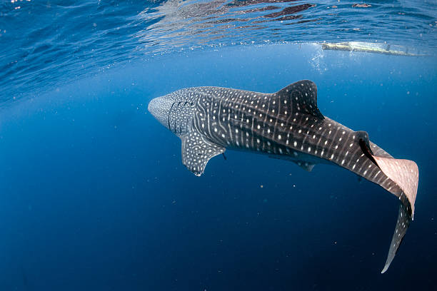 istock Whale Shark coming to you underwater 510874864