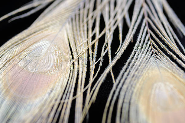istock Albino peacock feathers background 510874940