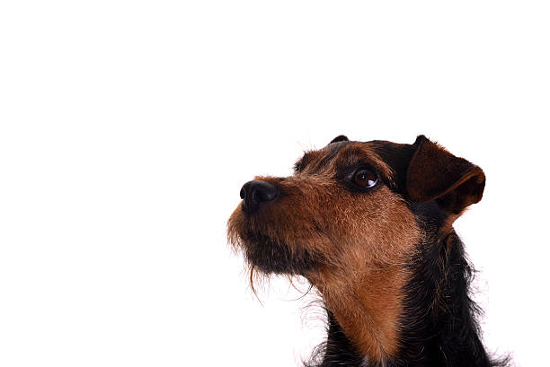 Attentive terrier headshot stock photo