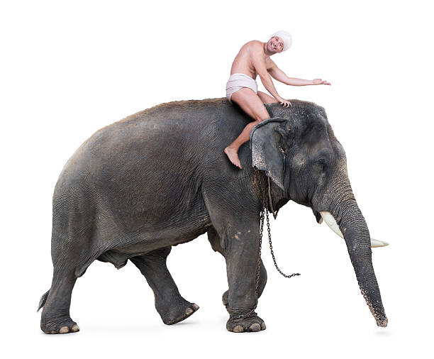 istock cheerful mahout rides on an elephant 510898325