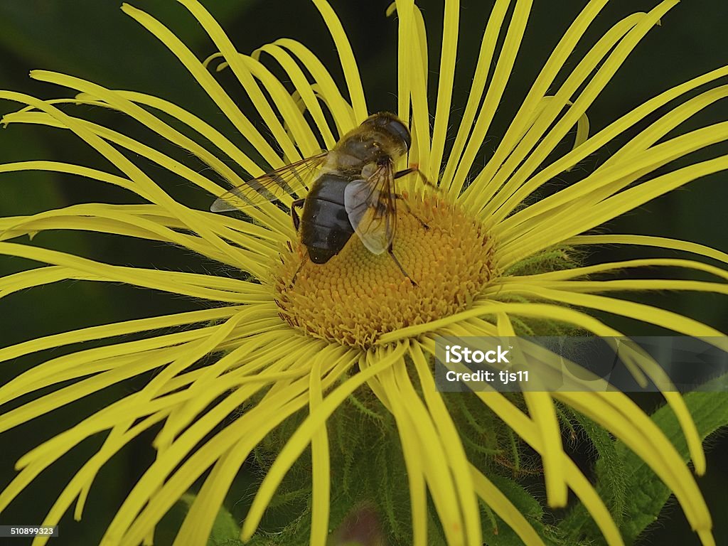 Abeille recueillir le pollen de fleurs jaunes - Photo de Abeille libre de droits