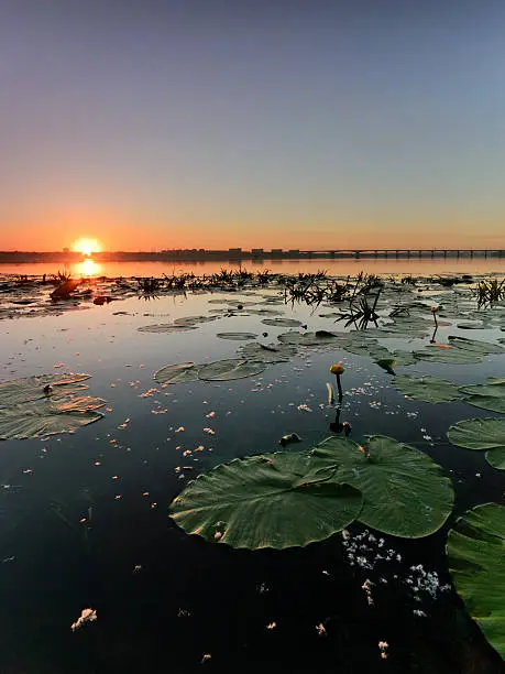 Water lilies on the Dnieper. Summer. Ukraine