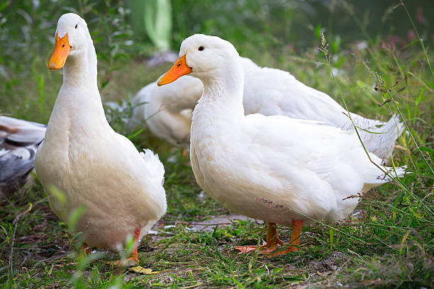 istock Domestic geese 510900173
