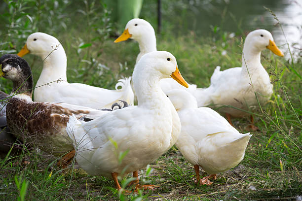 istock Group of domestic geese 510900177
