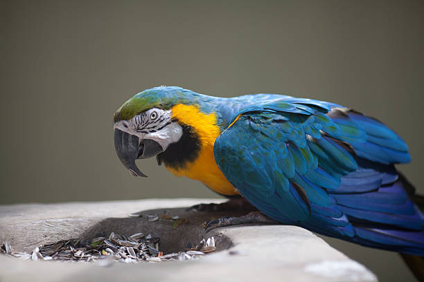 parrot eats a corn stock photo