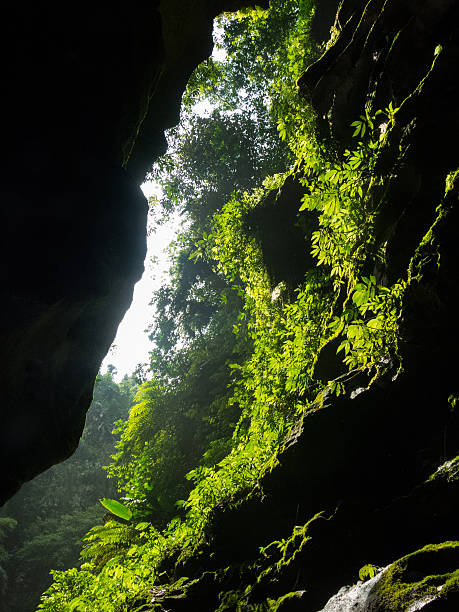cave, vanuatu - cave fern flowing forest photos et images de collection