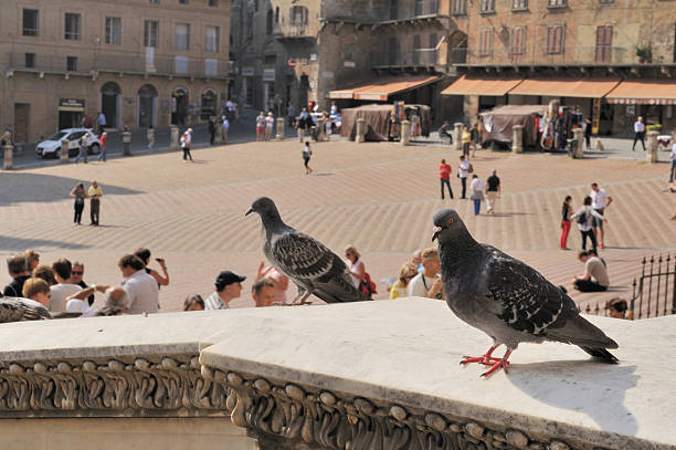 Sienna Pigeons stock photo