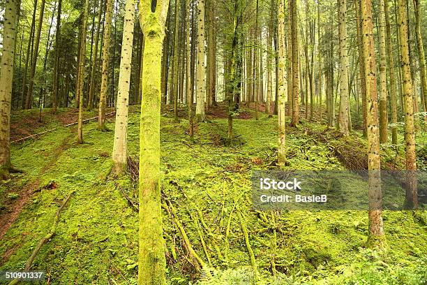 Natürlichen Forest Stockfoto und mehr Bilder von Tiefe - Tiefe, Wald, Ast - Pflanzenbestandteil