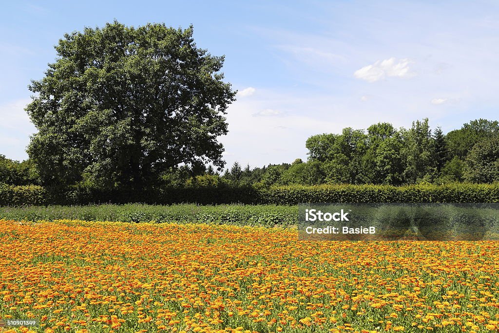 Ringelblume (Calendula officinalis) - Lizenzfrei Alternative Medizin Stock-Foto