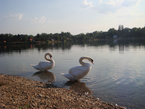 Two Swans on a lake in early morning