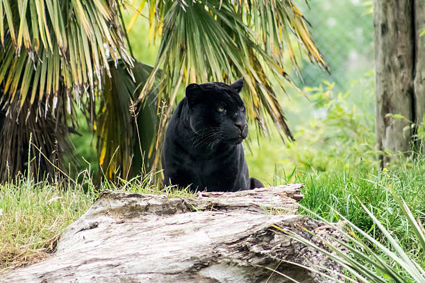 black panther - leopard prowling black leopard undomesticated cat imagens e fotografias de stock