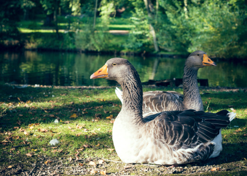 Two geese sitting in front of a lake in summer