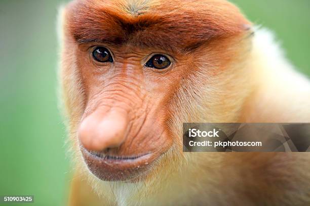 Male Proboscis Monkey Stock Photo - Download Image Now - Animal, Animal Wildlife, Animals In The Wild