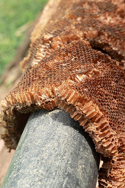 istock Honeycomb on the steel pipe 510903961