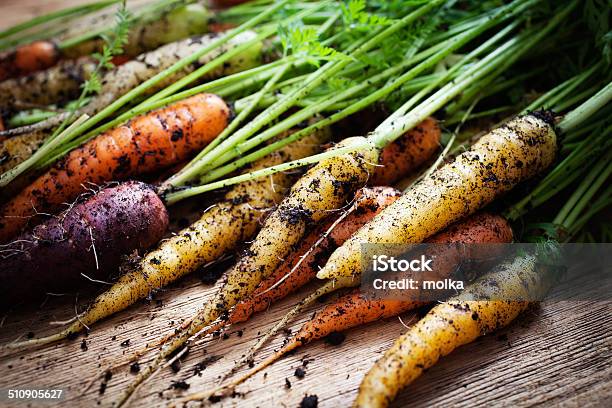 Rainbow Carrots Stock Photo - Download Image Now - Agriculture, Carrot, Close-up