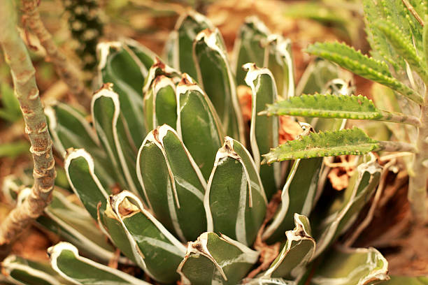 istock Green cactus in the garden 510906273