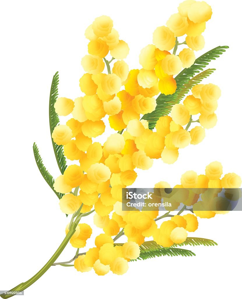 Ilustración de Flores Mimosa Amarillas Acacia Flor Símbolo De Día De La  Mujer y más Vectores Libres de Derechos de Acacia - iStock