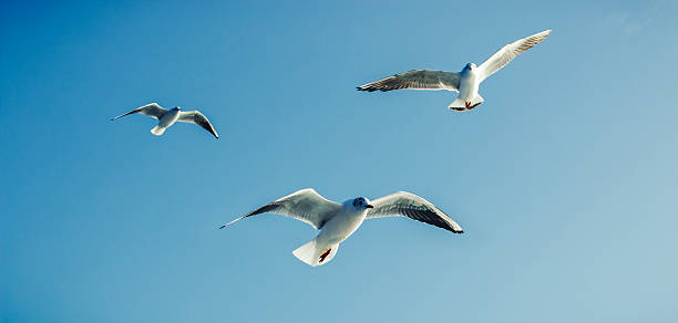 gaviotas de las aves marinas - sunny day sunlight seagull fotografías e imágenes de stock