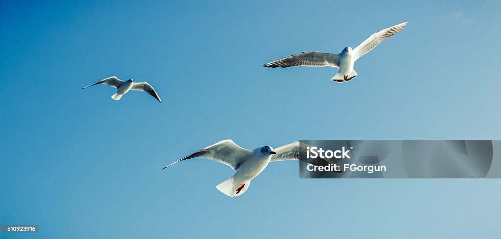 Seagulls - Sea Birds Seagulls in flight against the blue sky Seagull Stock Photo