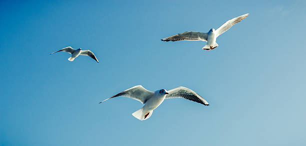 Seagulls - Sea Birds Seagulls in flight against the blue sky birds flying in v formation stock pictures, royalty-free photos & images
