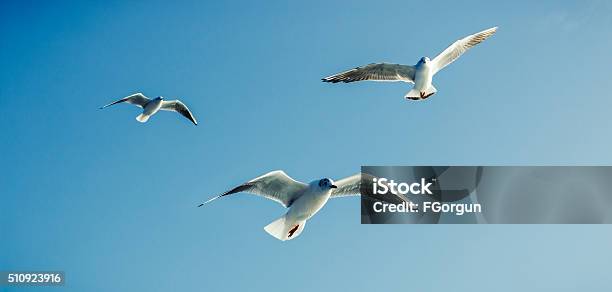 Seagulls Sea Birds Stock Photo - Download Image Now - Seagull, Birds Flying in V-Formation, Bird