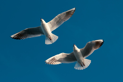Seagulls in flight against the blue sky