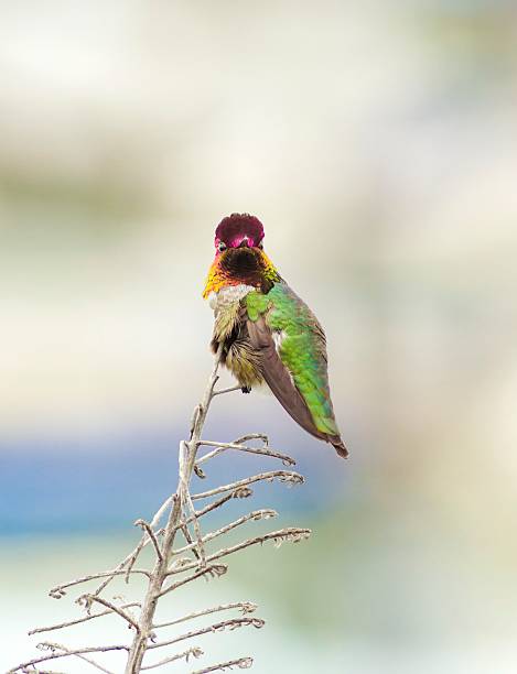 Anna's hummingbird Portrait view of a small Anna's Hummingbird sitting on a perch. Distinctive for its long, sharp, straight and slender beak, iridescent red crown and gorget, iridecent bronze, green back gray, brown belly and long bill. iiwi bird stock pictures, royalty-free photos & images