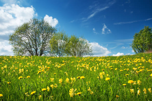 istock Field with dandelions and blue sky 510926496