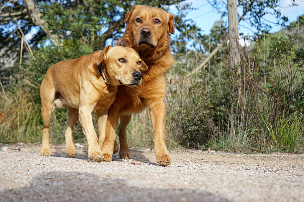 istock pet animals, dogs 510927878