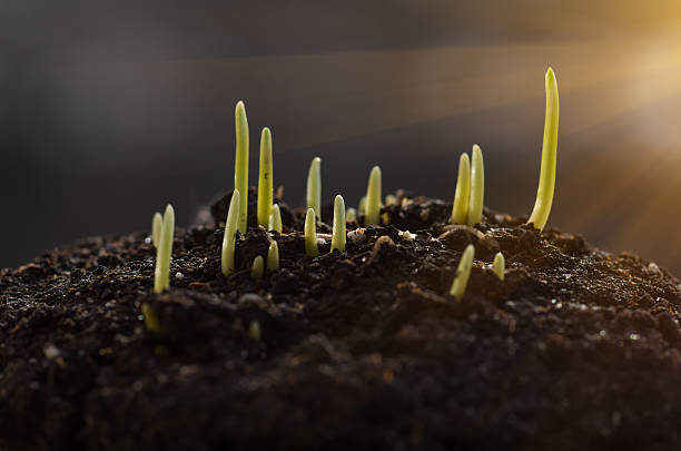 istock Sprouts of wheat background 510928004
