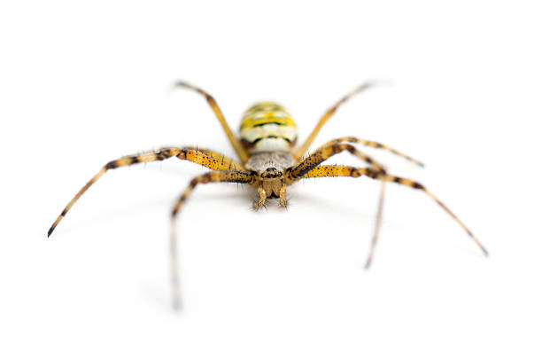 wasp spider, argiope bruennichi, against white background - getingspindel bildbanksfoton och bilder
