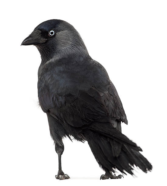 istock Rear view of a Western Jackdaw looking back, Corvus monedula 510947940