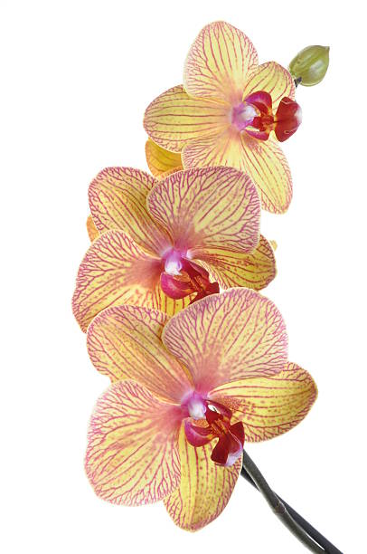 istock Twig of orchid flowers 510947957