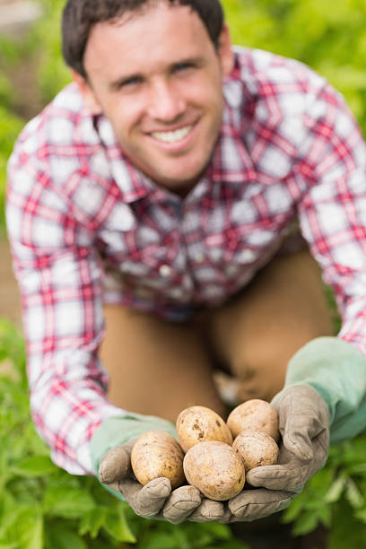 istock Young man showing some potatoes 510948049